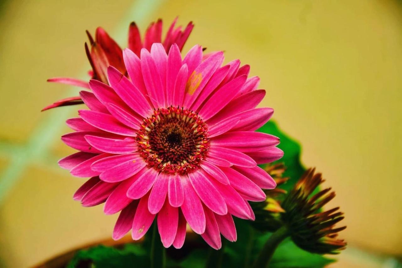 Posada Mellante เปชอน ภายนอก รูปภาพ